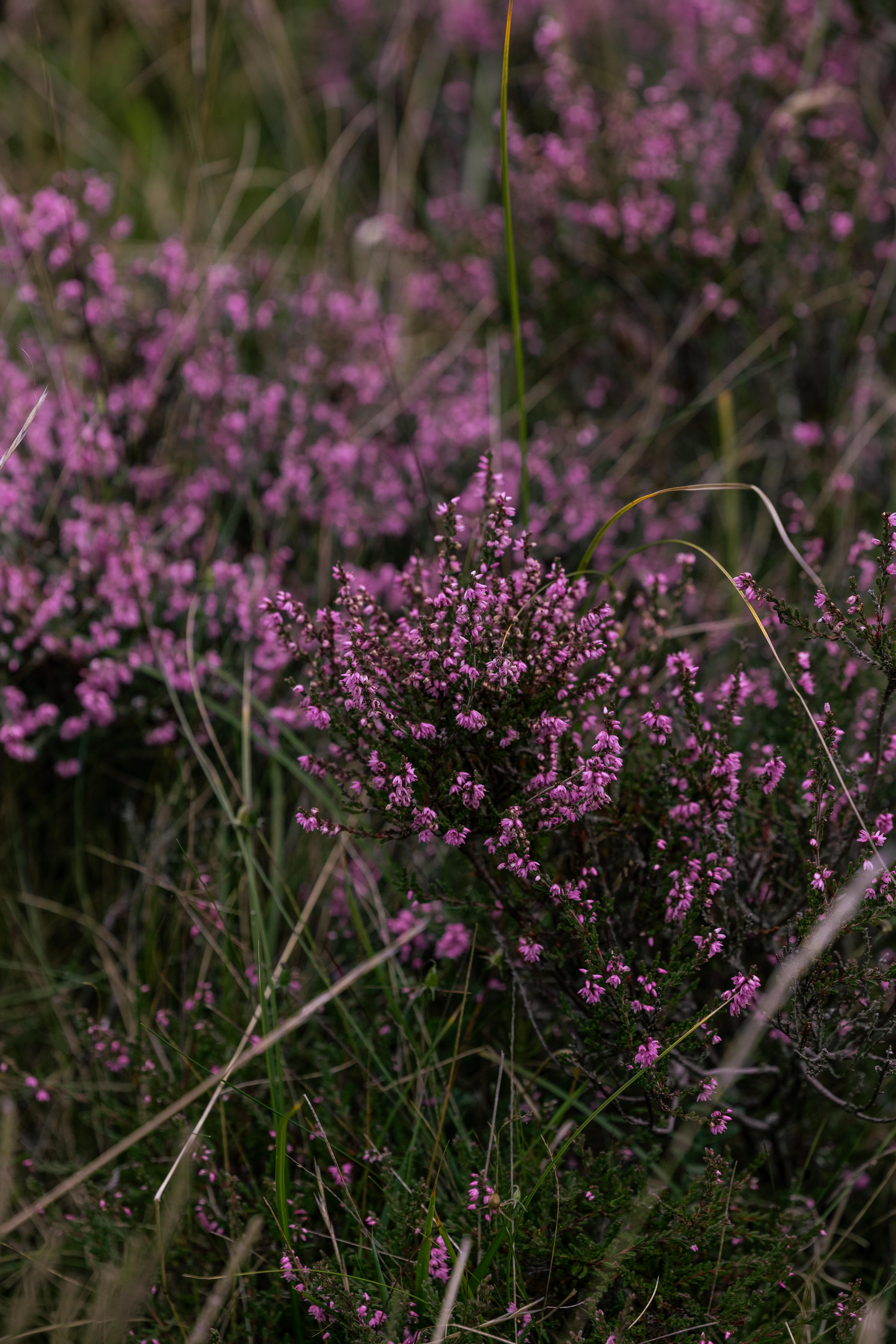 Dornoch Station Hotel Екстериор снимка Calluna vulgaris