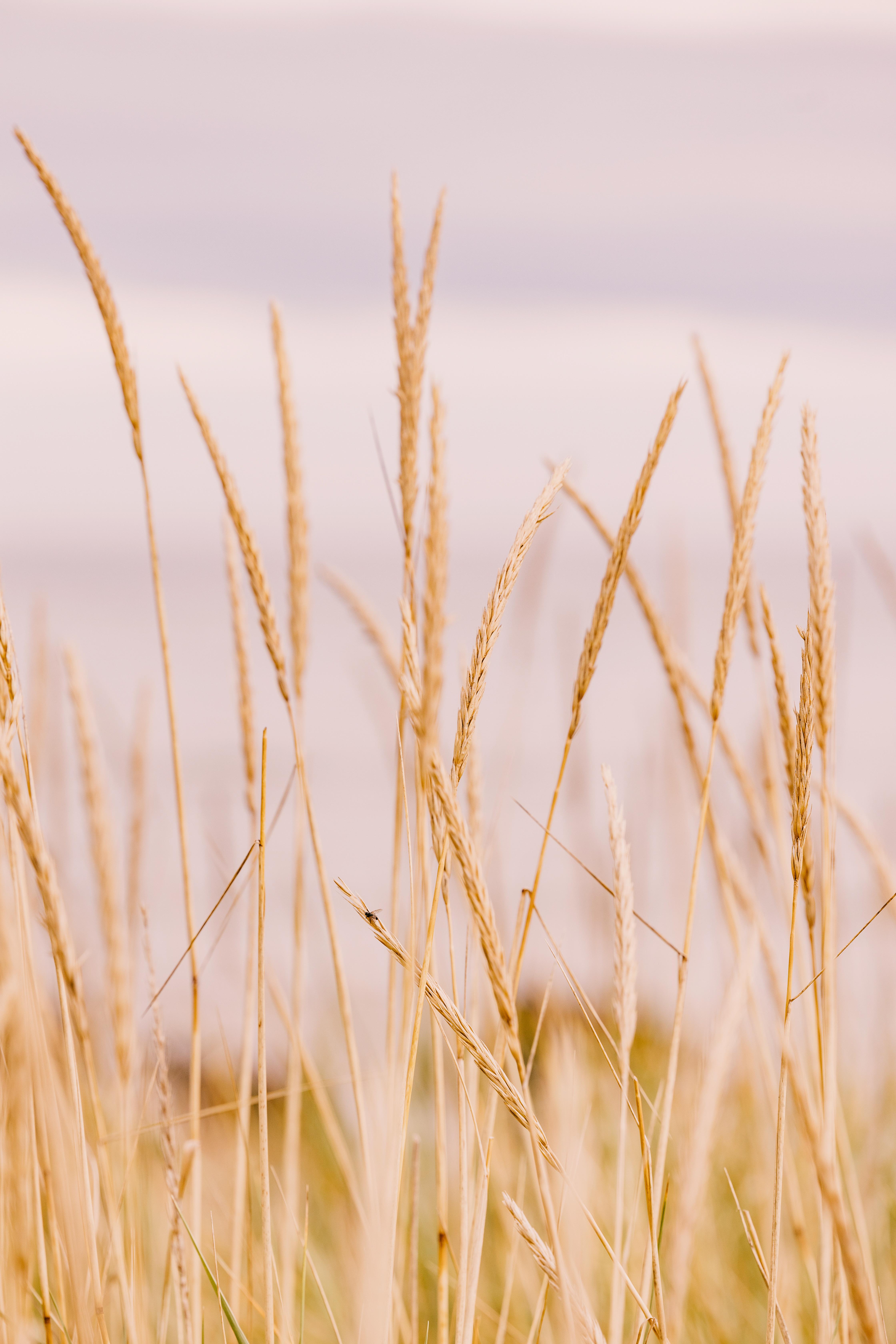 Dornoch Station Hotel Екстериор снимка Wheat