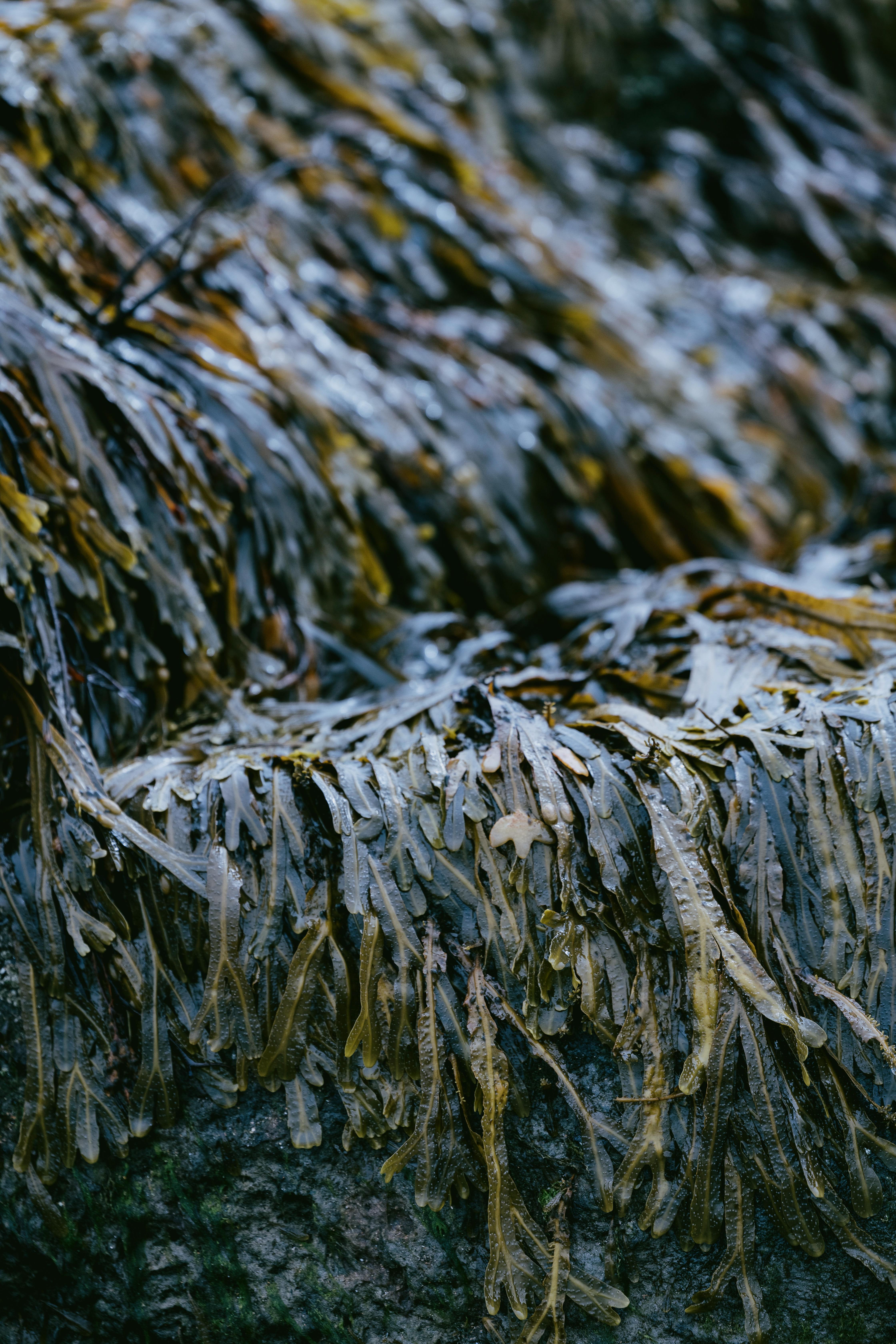 Dornoch Station Hotel Екстериор снимка Seaweed
